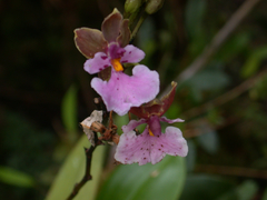 Caucaea
