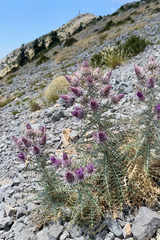 Ptilostemon afer, photograph (c) Rob Felix, some rights reserved (CC BY)