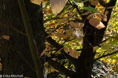 Aurantioporthe corni