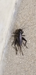 Gryllus texensis