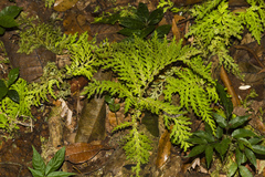 Selaginella eurynota
