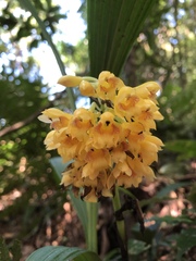 Calanthe densiflora