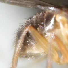 Drosophila funebris
