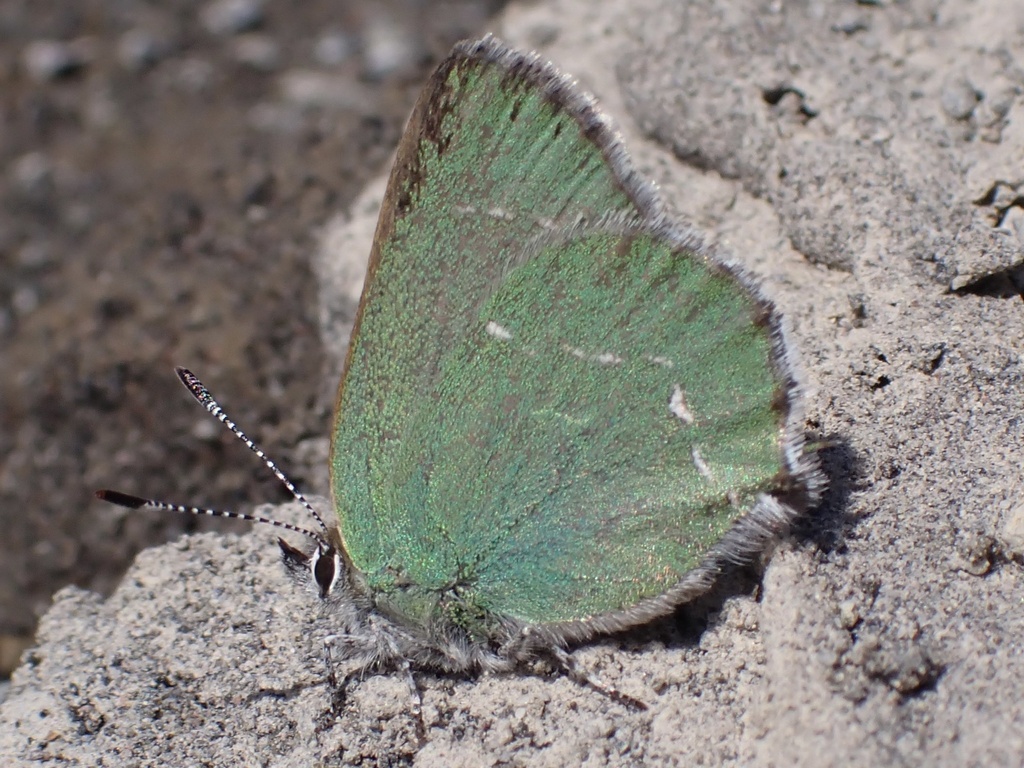 Callophrys sheridanii