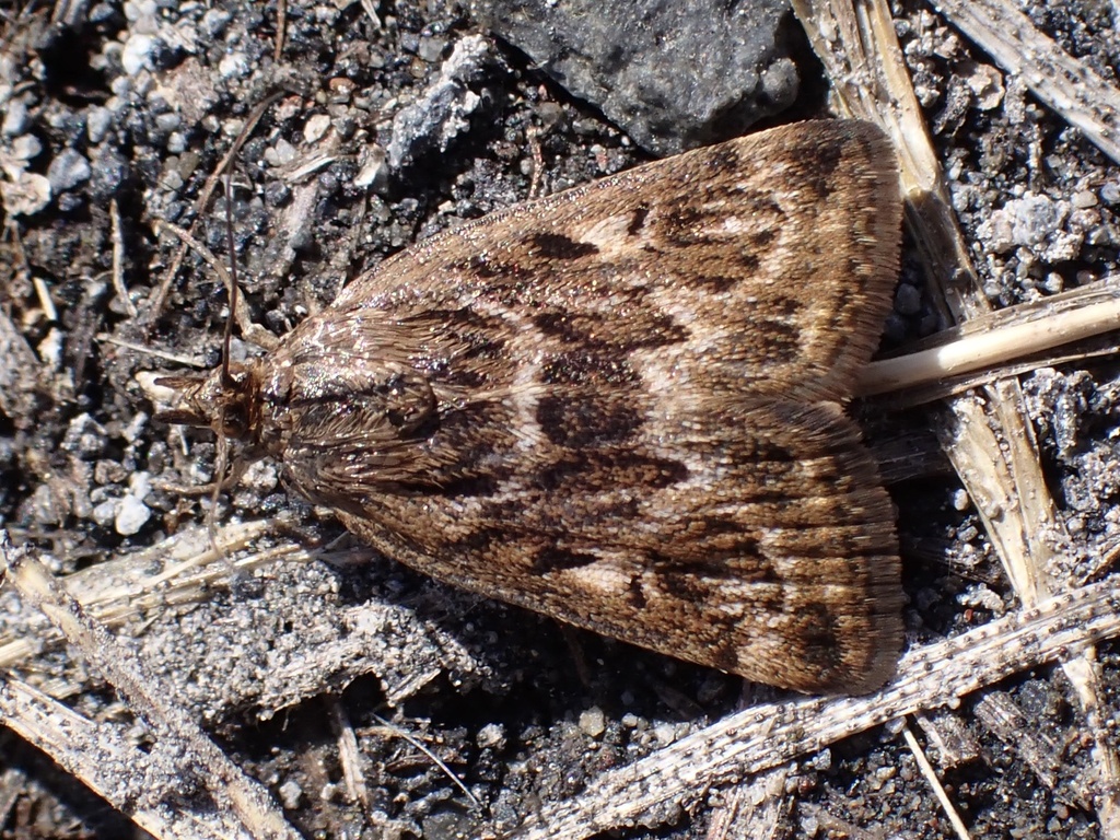 Loxostege brunneitincta
