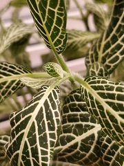 Fittonia