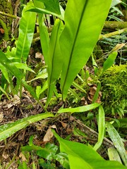 Microsorum punctatum