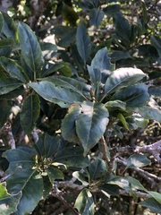 Ilex rarasanensis
