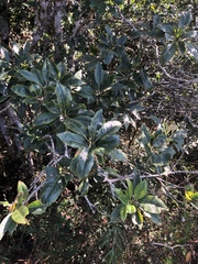 Ilex rarasanensis