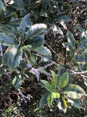 Ilex rarasanensis