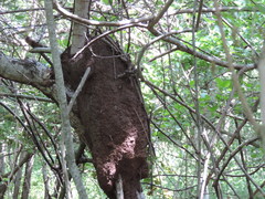 Nasutitermes corniger