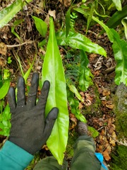 Microsorum punctatum