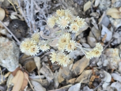 Pseudognaphalium canescens