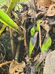 Microsorum punctatum