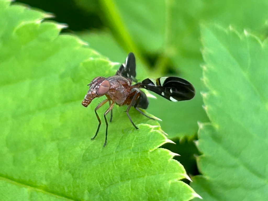 Winged Fly Common Picture-winged Fly from Melville, NY, US on May 15, 2025 at 02: ...
