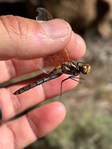 iNaturalist observation photo of Red-veined Meadowhawk