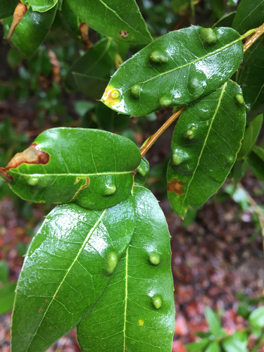 Live Oak Erineum Mite