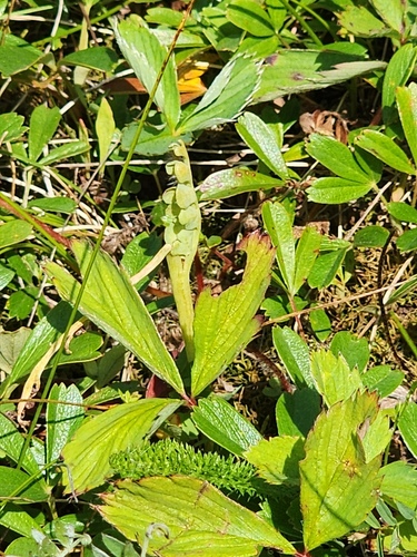 Pale botrychium (Botrychium pallidum)
