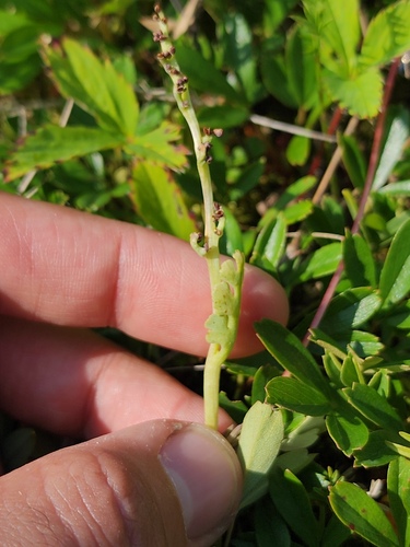 pale moonwort (Botrychium pallidum)