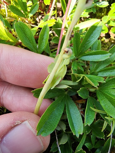 Botrychium tenebrosum (Botrychium tenebrosum)