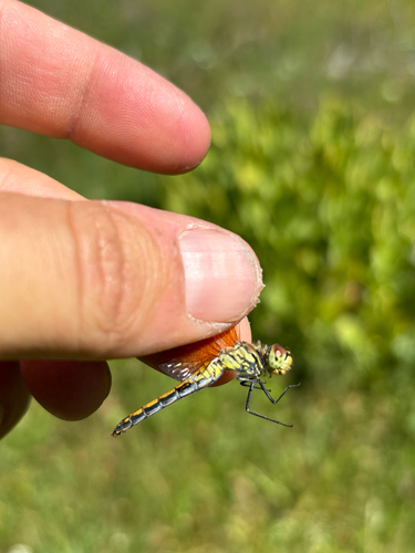 iNaturalist observation photo of Band-winged Meadowhawk