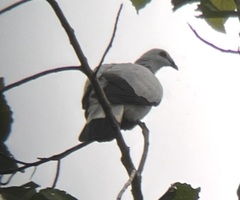 Silvery Pigeon photo 2