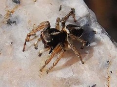 Attulus albolineatus