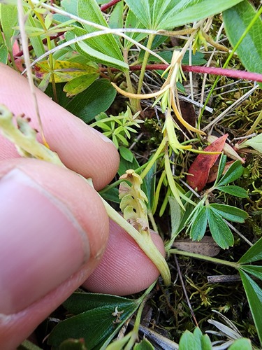 Pale botrychium (Botrychium pallidum)