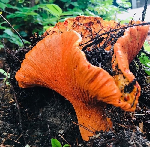 lobster mushroom