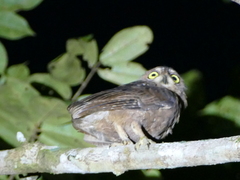 Simeulue Scops-Owl photo 2