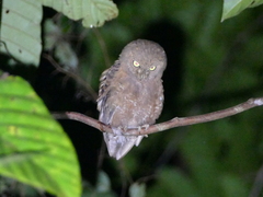 Simeulue Scops-Owl photo 1