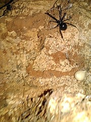 Latrodectus mactans