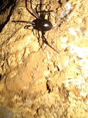 Latrodectus mactans