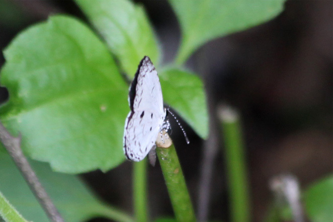 Common Quaker