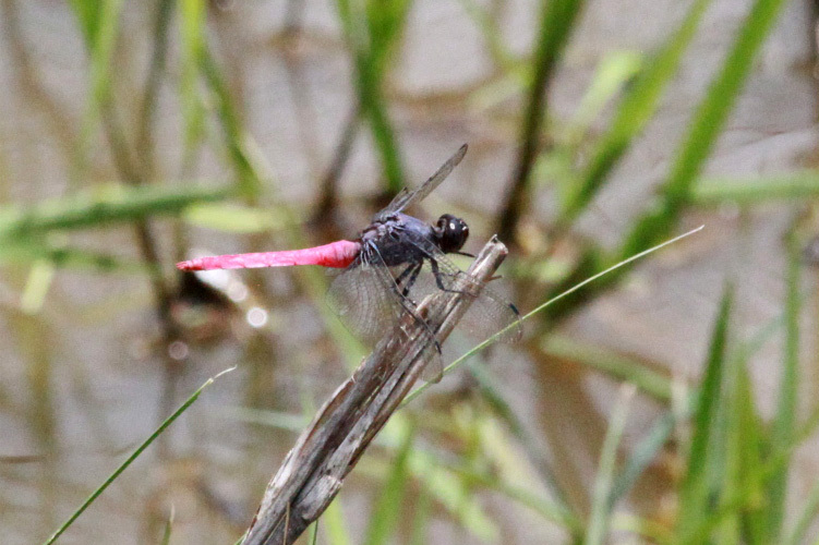 Crimson-Tailed Marsh Hawk