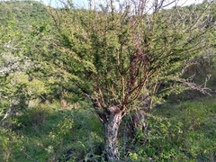 Vachellia schaffneri