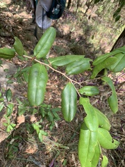 Diospyros compacta