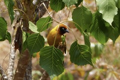Black-Chinned Weaver photo 2
