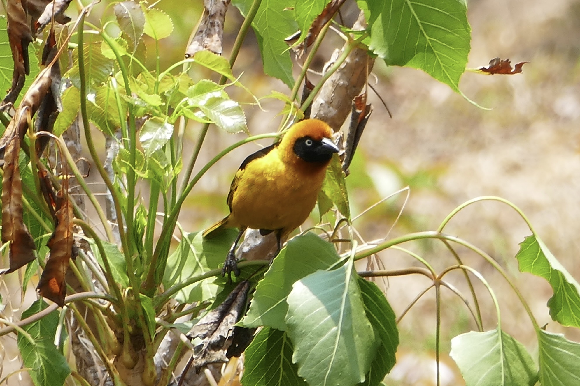 Black-chinned Weaver illustration