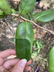 Diospyros compacta