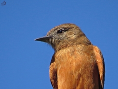 Hirundinea ferruginea