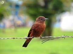 Hirundinea ferruginea