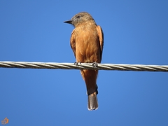 Hirundinea ferruginea