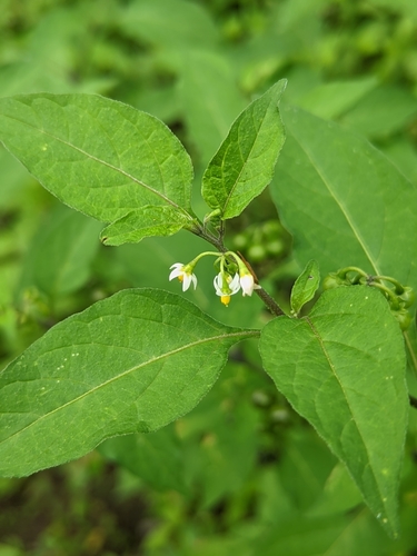 Solanum americanum