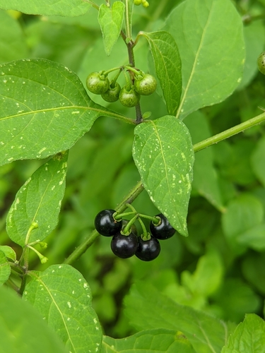 Solanum americanum