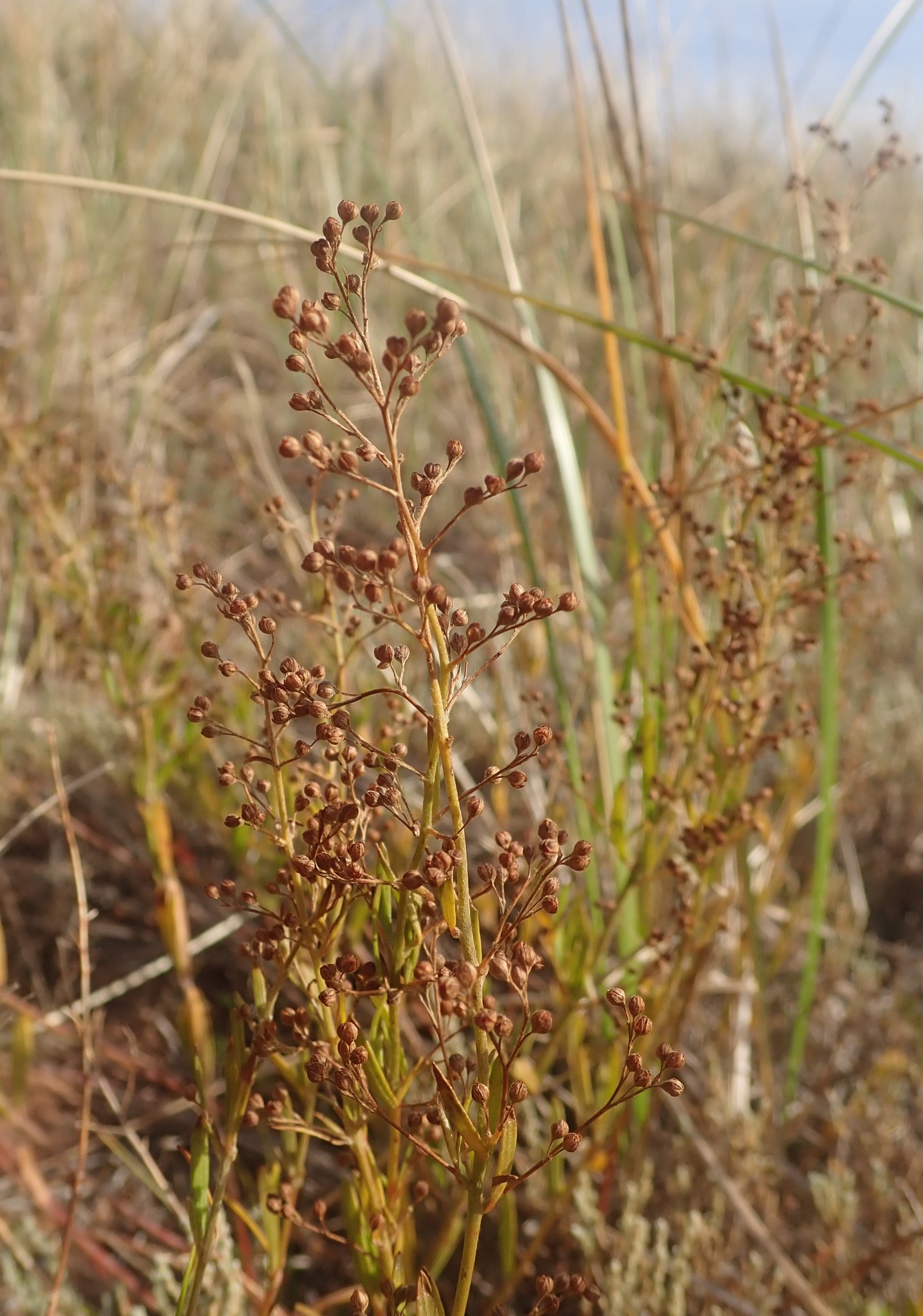 Lechea maritima var. subcylindrica