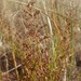 Gulf of St. Lawrence Pinweed - Photo (c) Colin Chapman-Lam, some rights reserved (CC BY-NC), uploaded by Colin Chapman-Lam