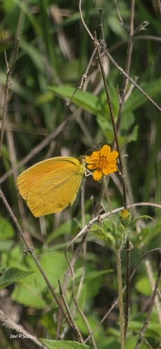 Tailed Orange (Eurema proterpia)