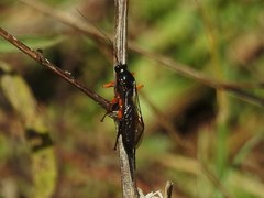 Pimpla pedalis