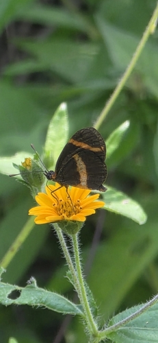 Elfoid (Microtia elvira)